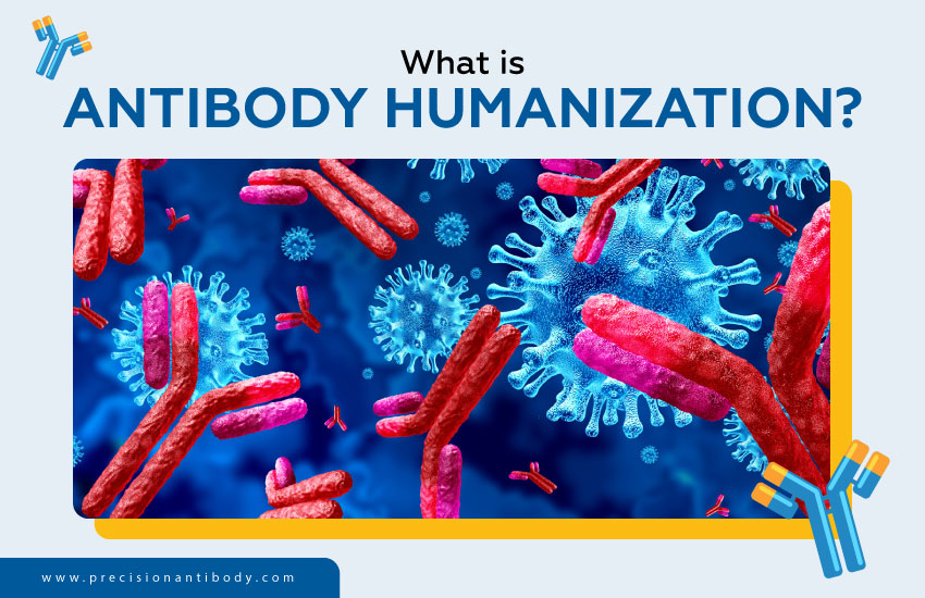 What is Antibody Humanization?