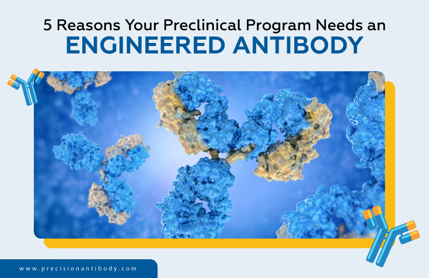 5 Reasons Your Preclinical Program Needs an Engineered Antibody