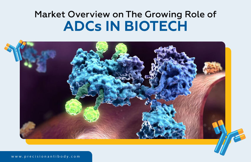 Market Overview on the Growing Role of ADCs in Biotech
