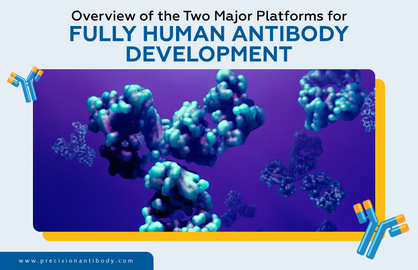Overview of the Two Major Platforms for Fully Human Antibody Development
