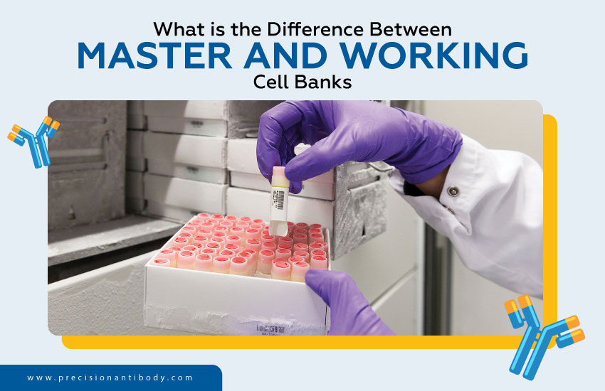 What Is the Difference Between Master and Working Cell Banks?