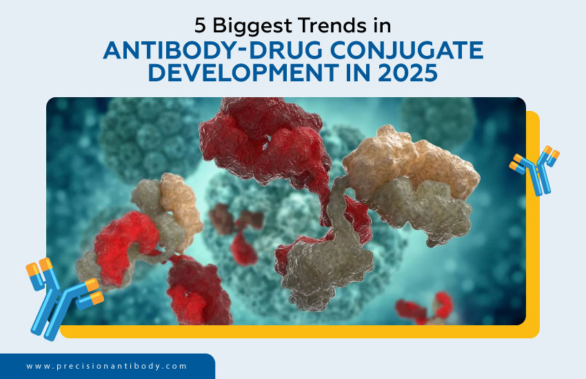 5 Biggest Trends in Antibody-Drug Conjugate Development in 2025