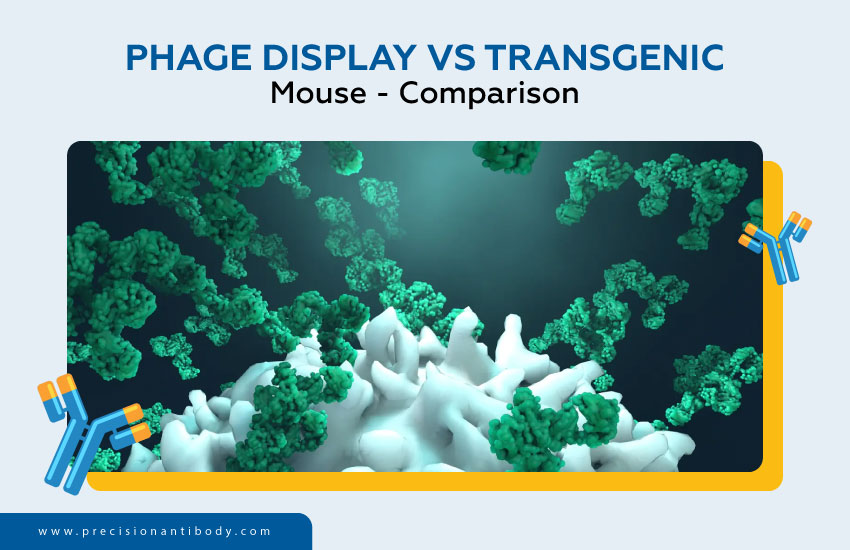 Phage Display vs Transgenic Mouse - Comparison