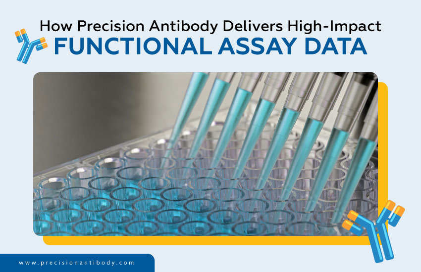 How Precision Antibody Delivers High-Impact Functional Assay Data