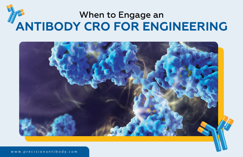 When to Engage an Antibody CRO for Engineering