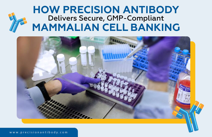 How Precision Antibody Delivers Secure, GMP-Compliant Mammalian Cell Banking