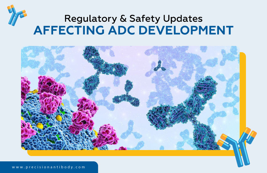 Regulatory & Safety Updates Affecting ADC Development