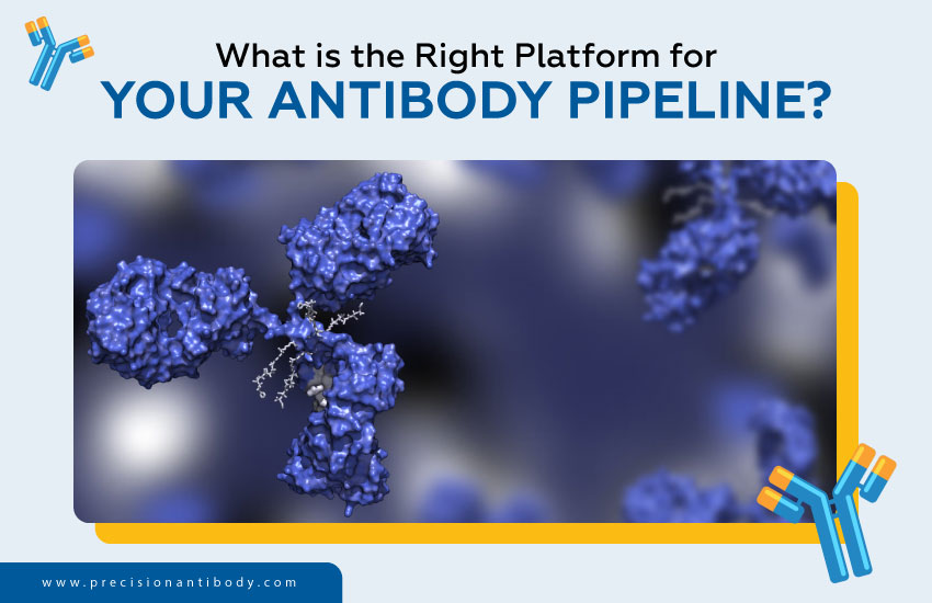 What Is the Right Platform for Your Antibody Pipeline?