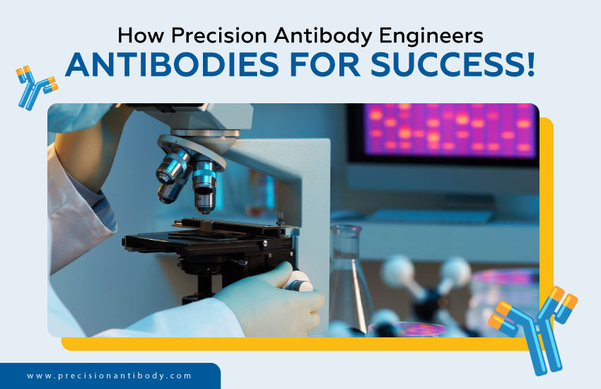How Precision Antibody Engineers Antibodies for Success!