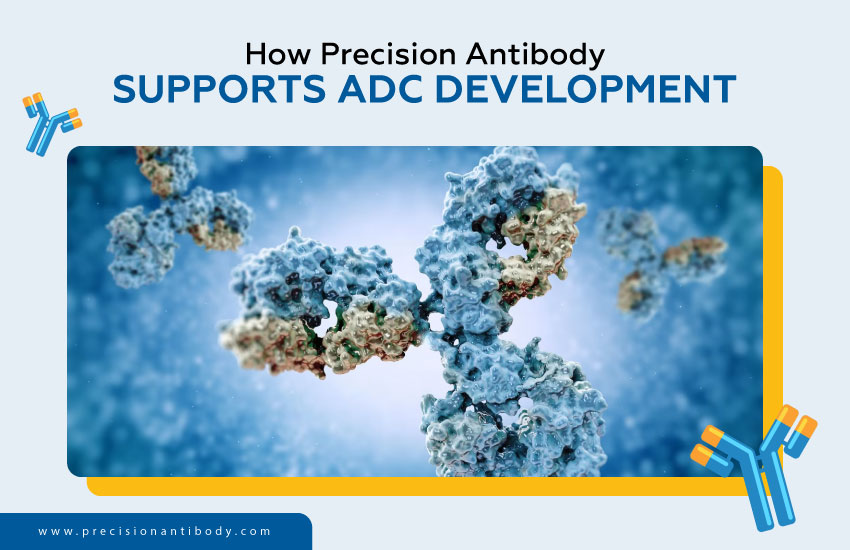 How Precision Antibody Supports ADC Development