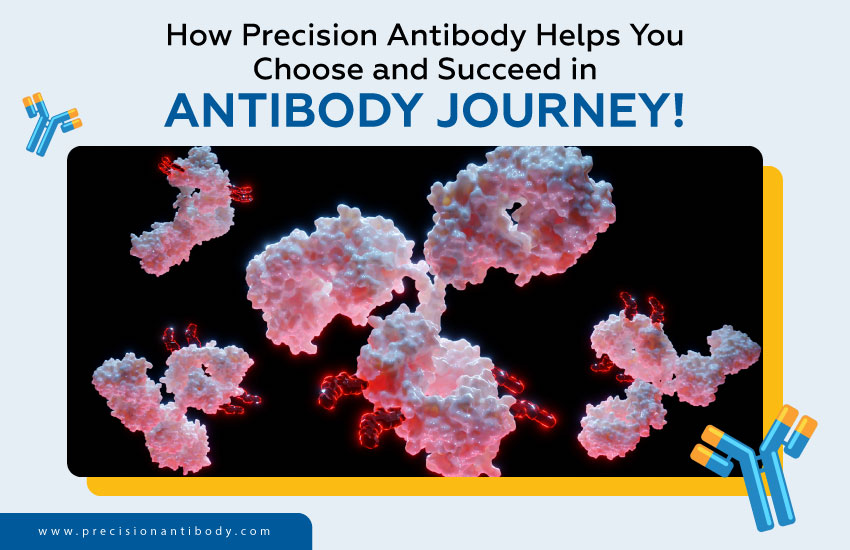How Precision Antibody Helps You Choose and Succeed in Your Antibody Journey!