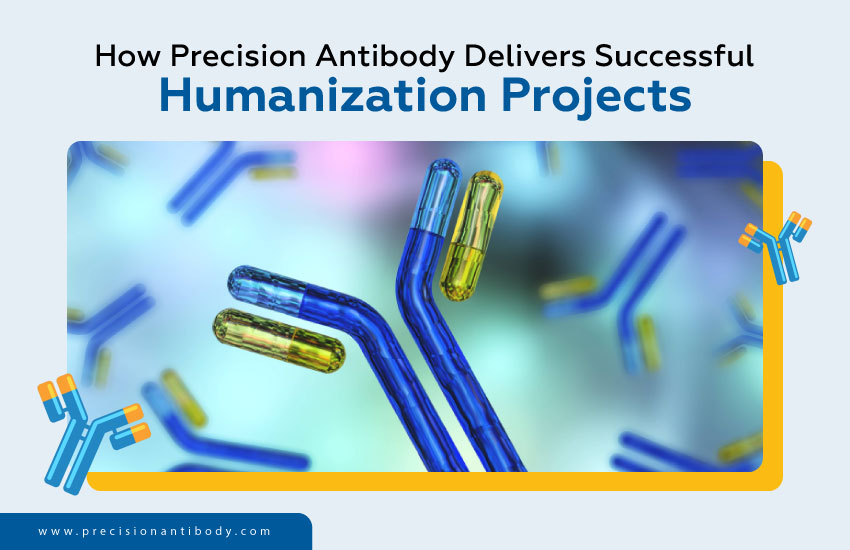 How Precision Antibody Delivers Successful Humanization Projects