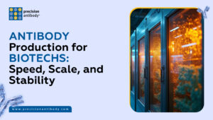 Antibody Production for Biotech: Speed, Scale, and Stability