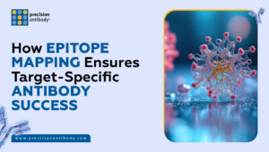 How Epitope Mapping Ensures Target-Specific Antibody Success