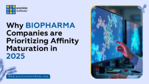 Why Biopharma Companies are Prioritizing Affinity Maturation in 2025