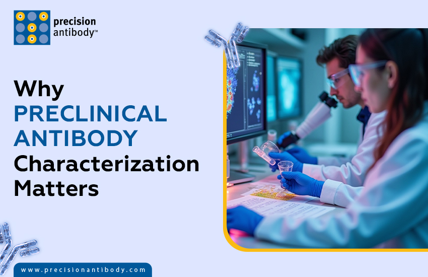 Why Preclinical Antibody Characterization Matters
