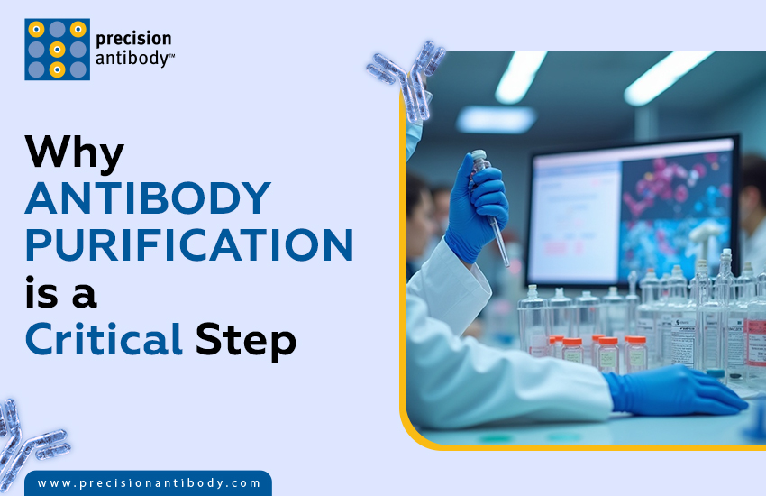 Why Antibody Purification is a Critical Step