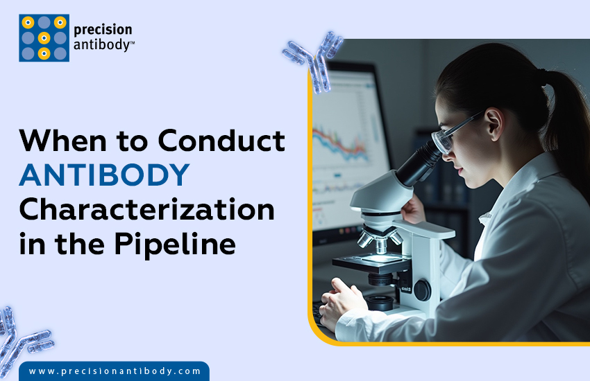 When to Conduct Antibody Characterization in the Pipeline