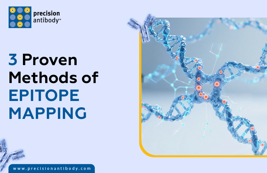 3 Proven Methods of Epitope Mapping