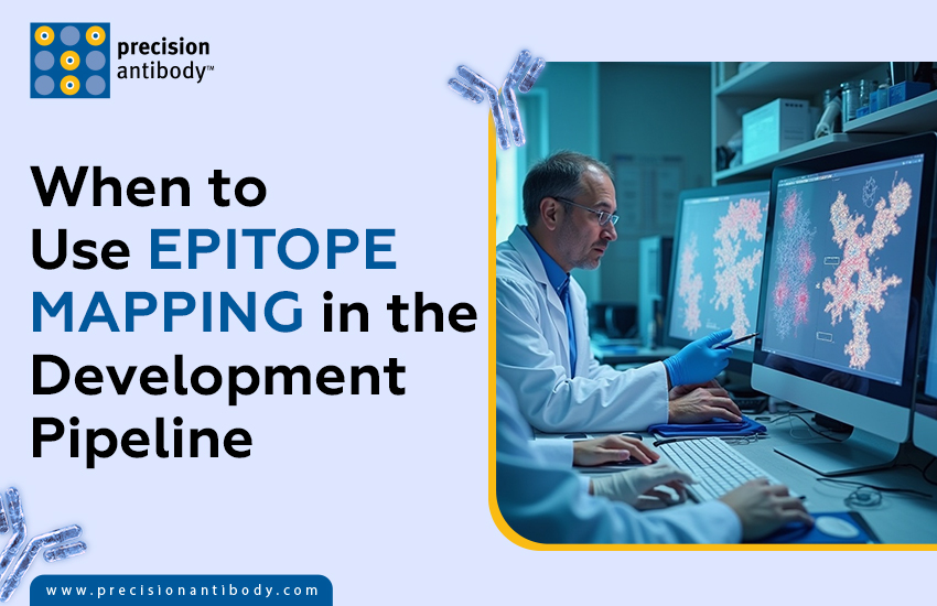 When to Use Epitope Mapping in the Development Pipeline