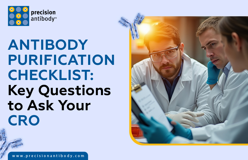 Antibody Purification Checklist: Key Questions to Ask Your CRO