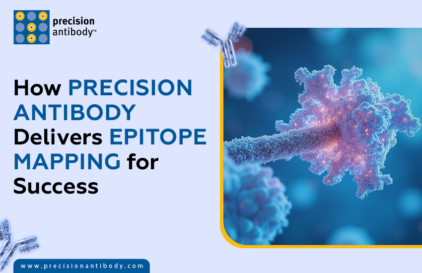 How Precision Antibody Delivers Epitope Mapping for Success