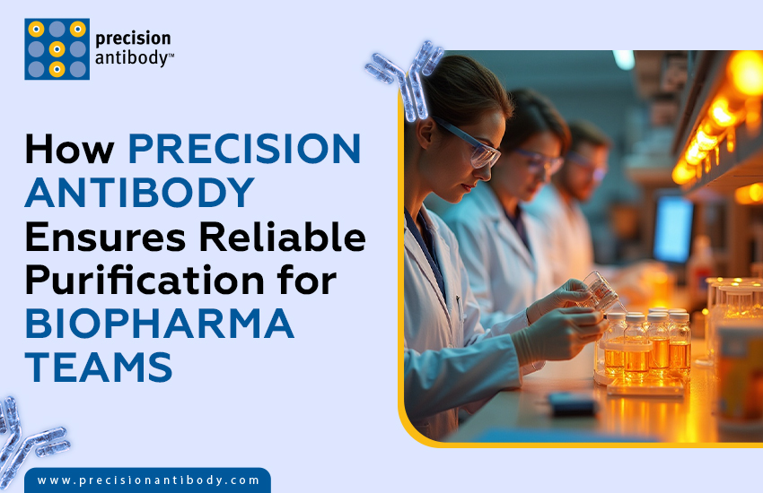 How Precision Antibody Ensures Reliable Purification for Biopharma Teams