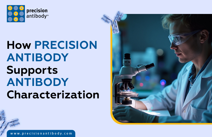 How Precision Antibody Supports Antibody Characterization