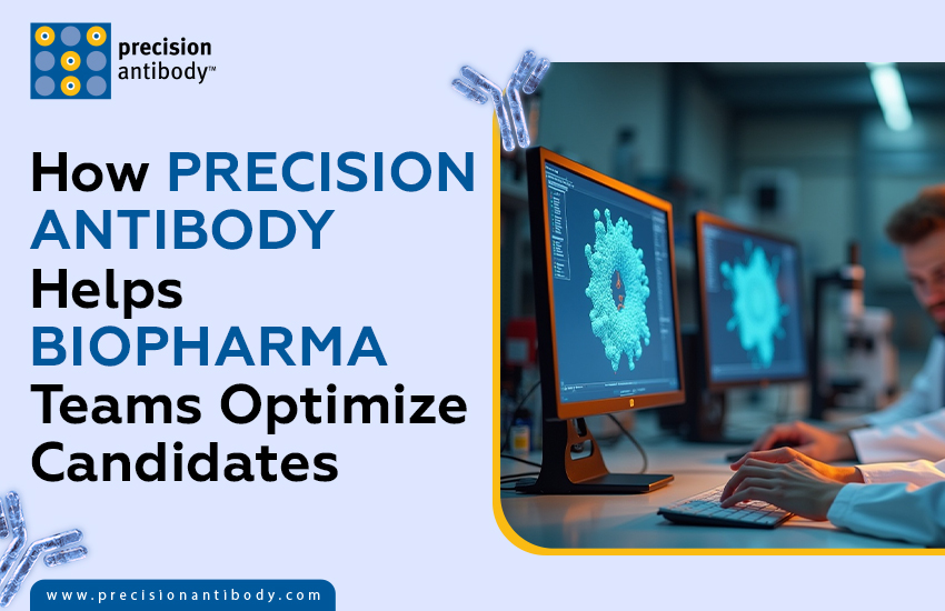 How Precision Antibody Helps Biopharma Teams Optimize Candidates