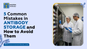 5 Common Mistakes in Antibody Storage and How to Avoid Them