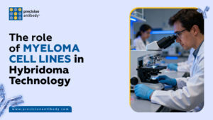 The Role of Myeloma Cell Lines in Hybridoma Technology