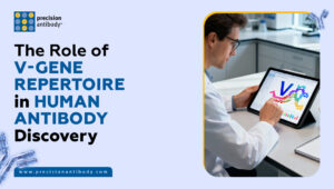 The Role of V-Gene Repertoire in Human Antibody Discovery