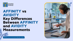 Affinity vs Avidity — Key Differences Between Affinity and Avidity Measurements