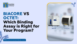 Biacore vs Octet: Which Binding Assay is Right for Your Program?