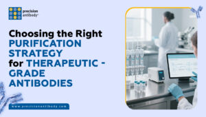 Choosing the Right Purification Strategy for Therapeutic-Grade Antibodies