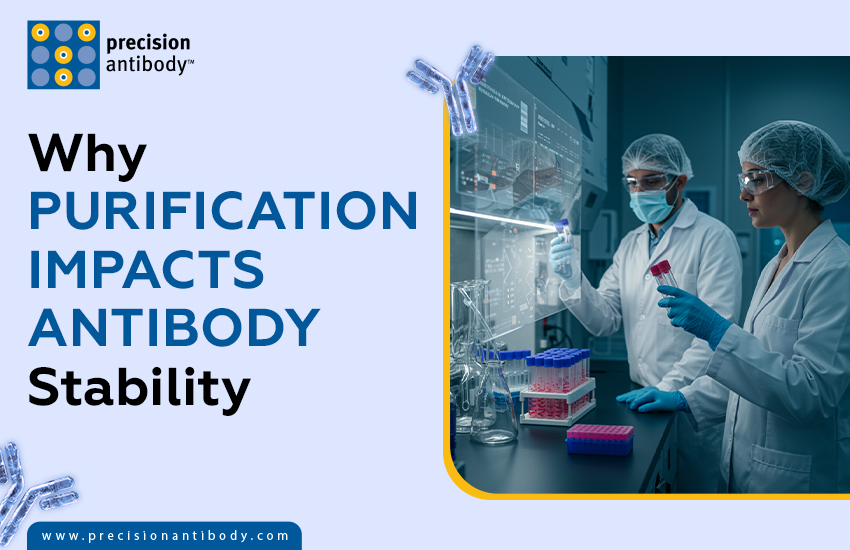 Why Purification Impacts Antibody Stability