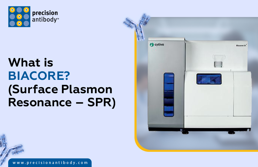 What is Biacore? (Surface Plasmon Resonance – SPR)