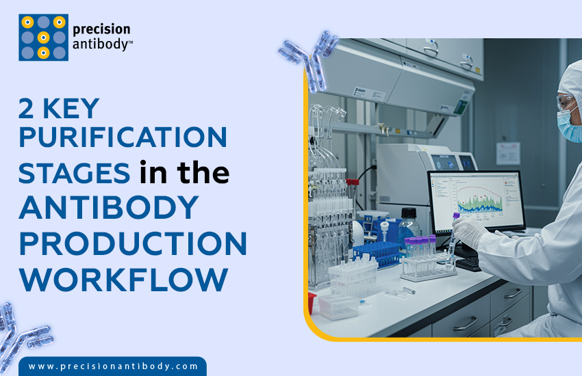 2 Key Purification Stages in the Antibody Production Workflow