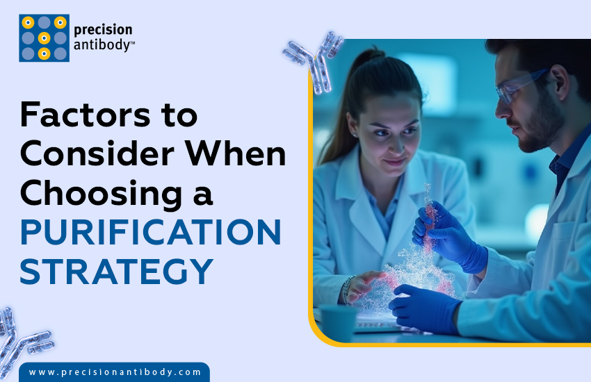 Factors to Consider When Choosing a Purification Strategy