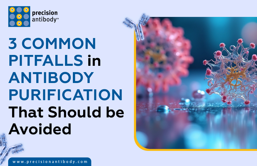 3 Common Pitfalls in Antibody Purification That Should Be Avoided