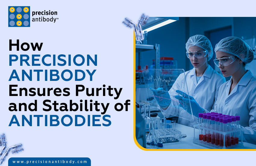 How Precision Antibody Ensures Purity and Stability of Antibodies