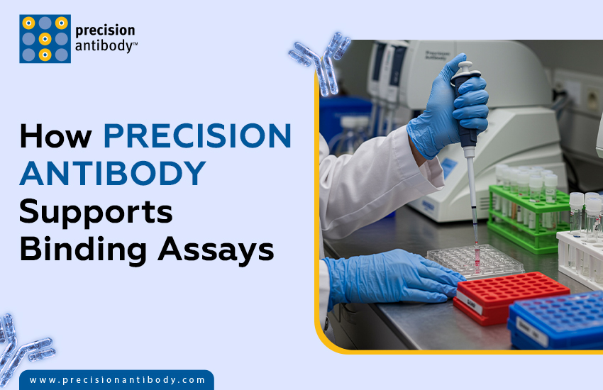 How Precision Antibody Supports Binding Assays