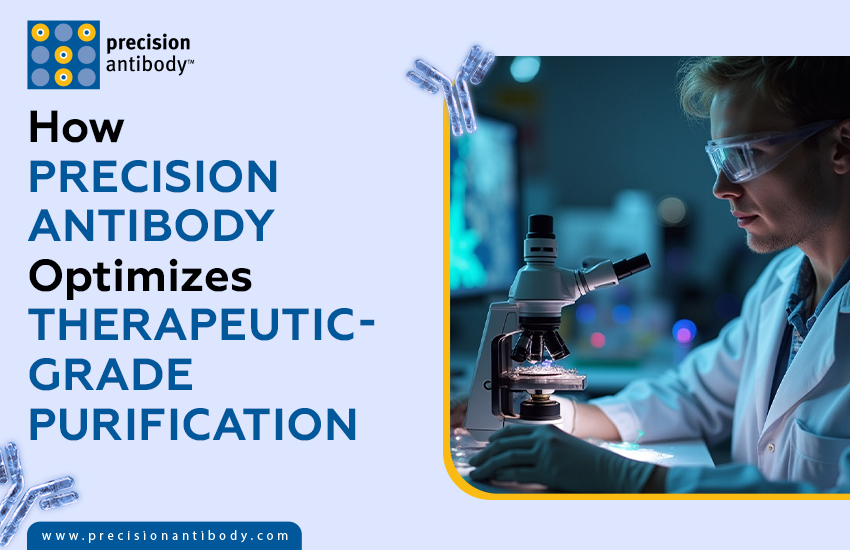 How Precision Antibody Optimizes Therapeutic-Grade Purification