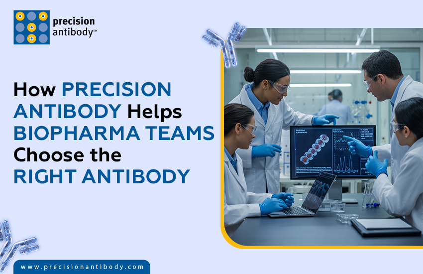 How Precision Antibody Helps Biopharma Teams Choose the Right Antibody