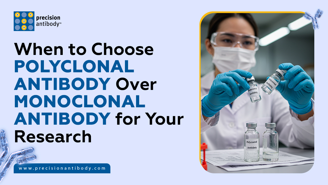 When to Choose Polyclonal Antibody Over Monoclonal Antibody for Your ...