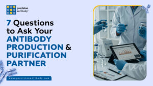 7 Questions to Ask Your Antibody Production & Purification Partner