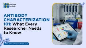 Antibody Characterization 101: What Every Researcher Needs to Know
