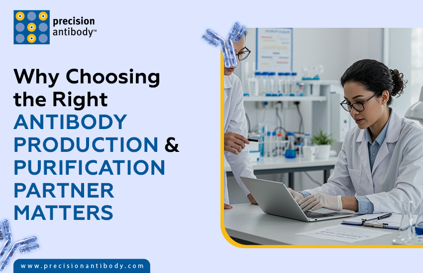 Why Choosing the Right Antibody Production & Purification Partner Matters