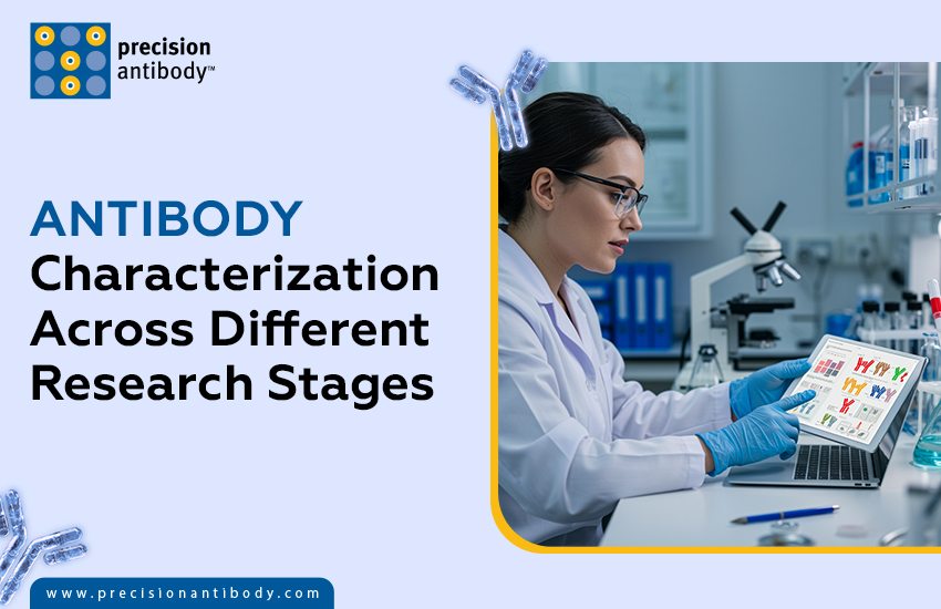 Antibody Characterization Across Different Research Stages