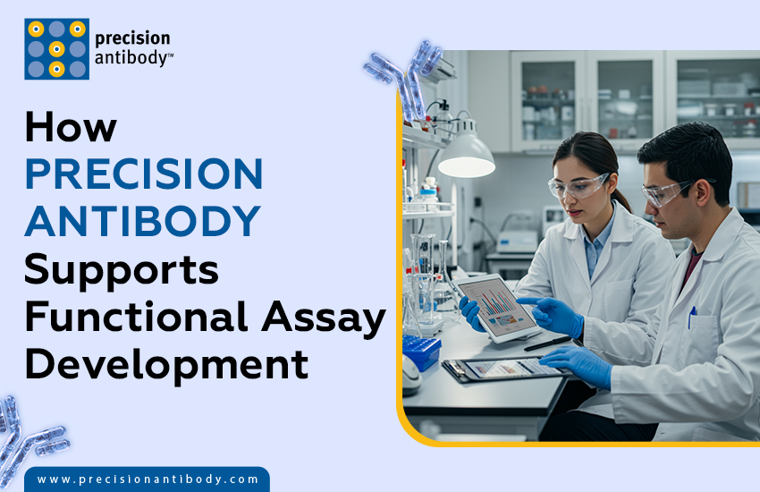 How Precision Antibody Supports Functional Assay Development